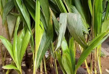 Hybrid Dwarf Seedlings Available For Sale N1,000