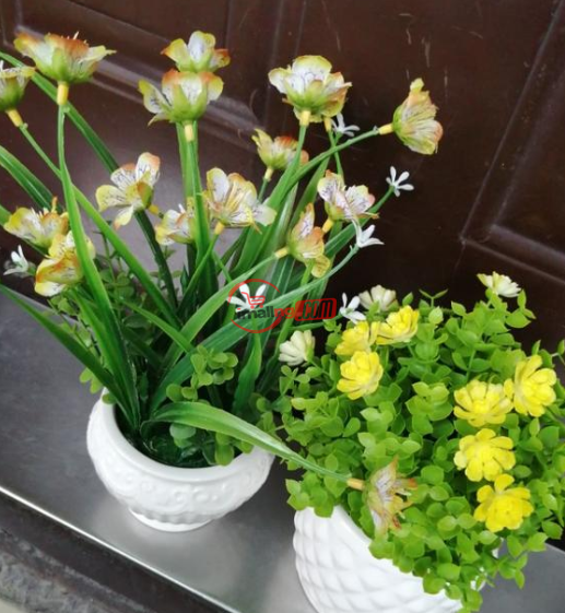 Beautiful Mini Potted Flowers For Sale