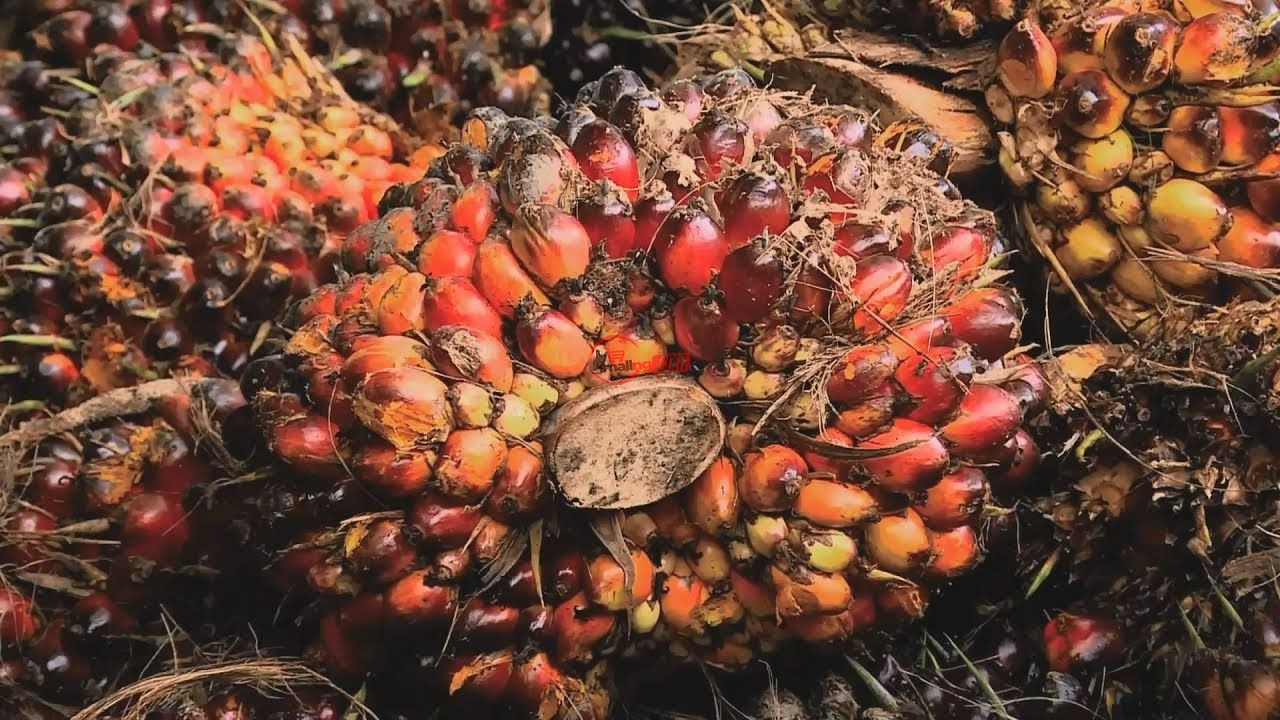 Palm kernel