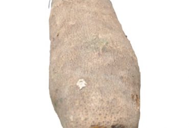 A tuber of yam