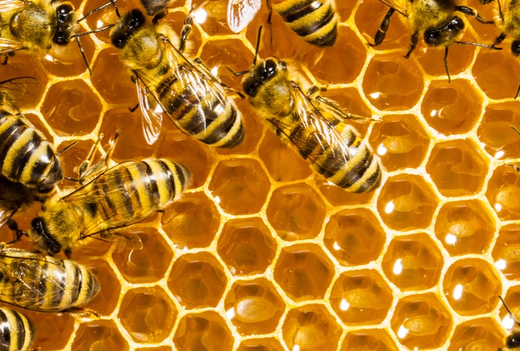 Voordracht bijenwas