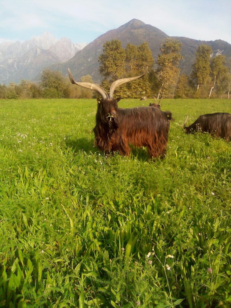 A CASARGO E’ IL MOMENTO DELLA CAPRA OROBICA