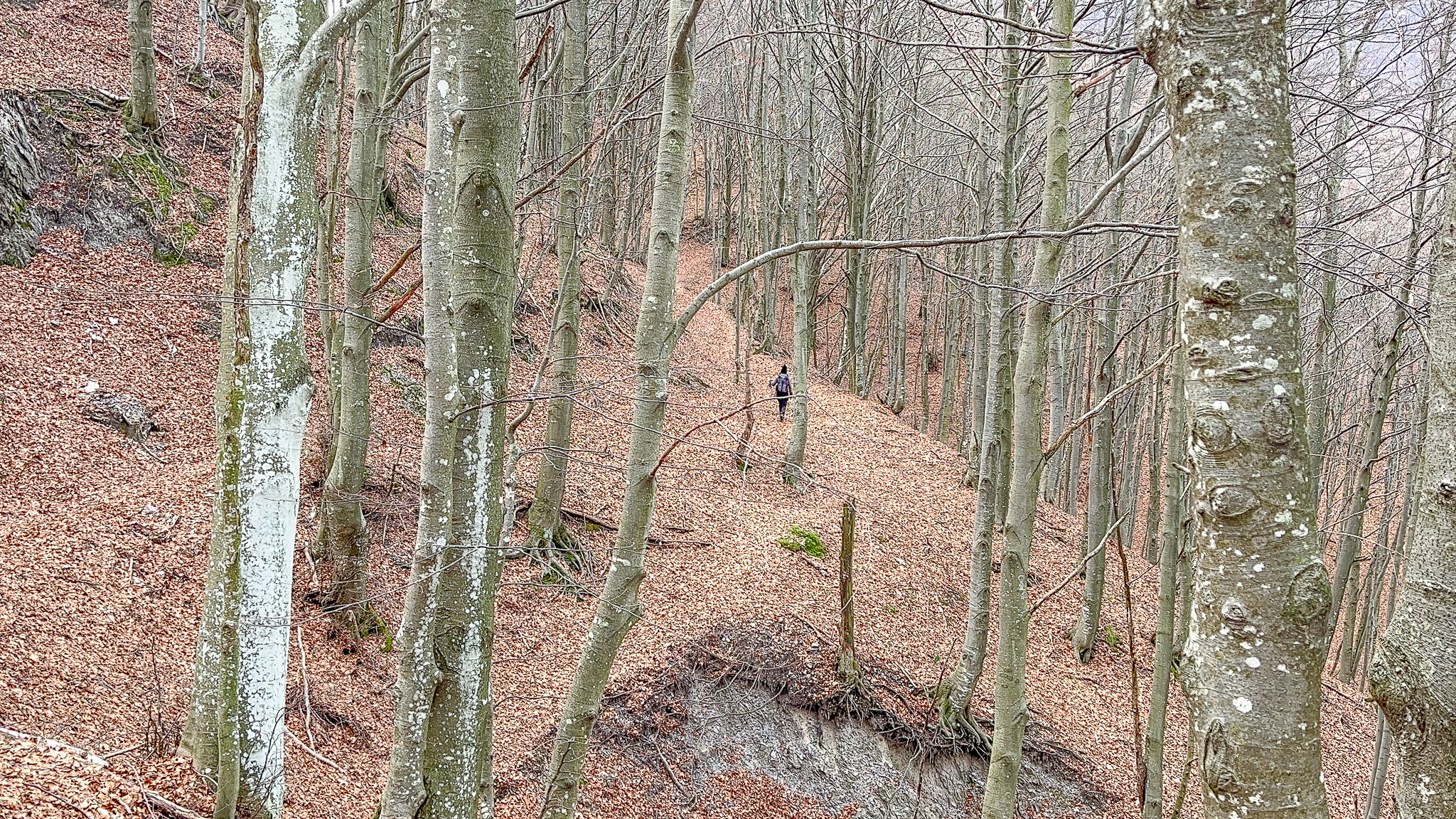 Sentiero nel bosco Dalla Culmine al Monte Due Mani Foto Gabriele Ardemagni