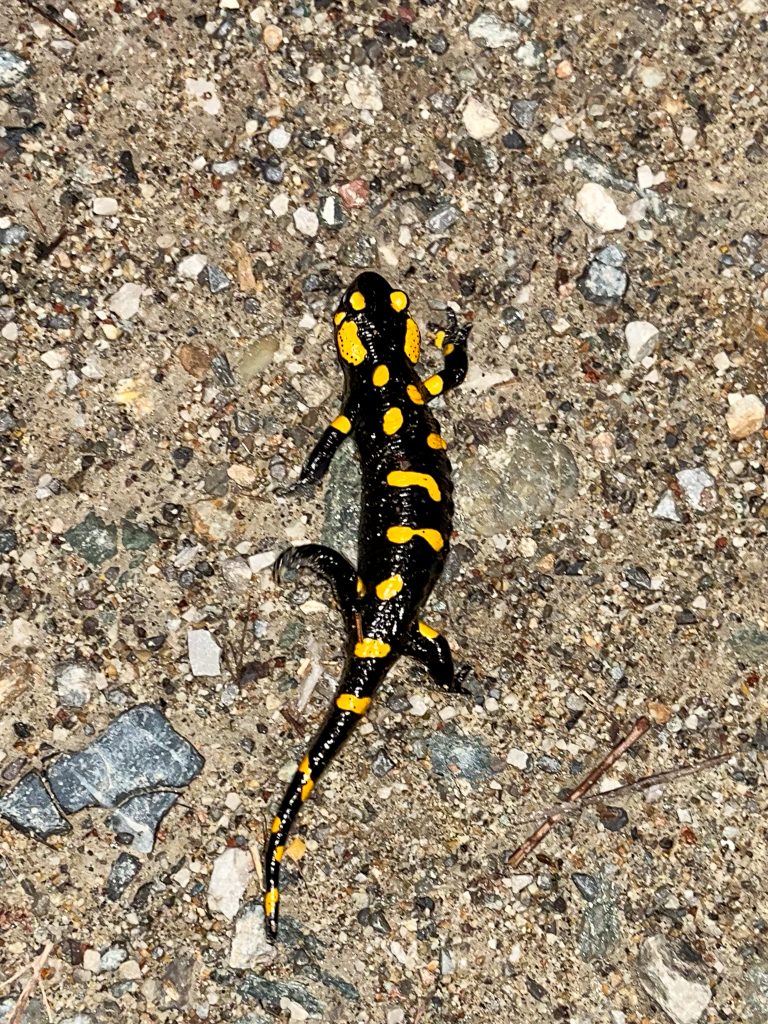 Salamandra Pezzata - Foto di Gabriele Ardemagni