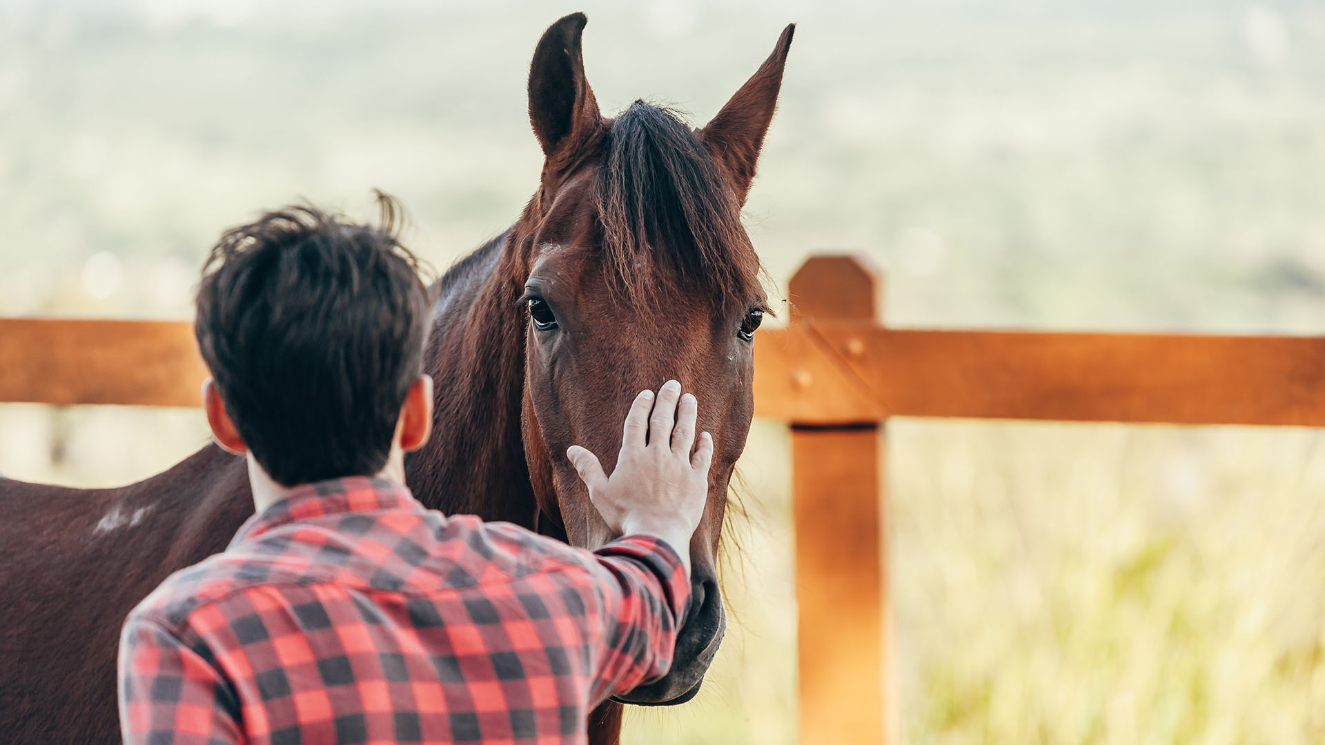 Impact Coaching benefits of interactions with horses