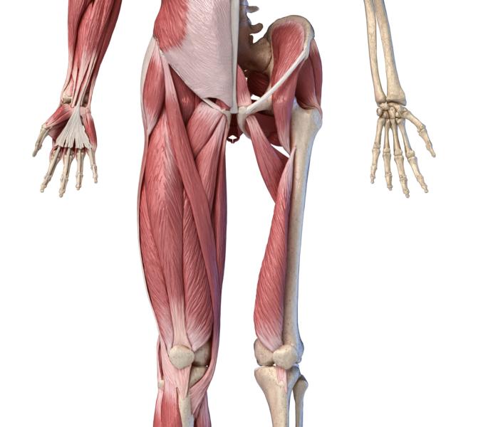 Hüftmuskulatur Frontansicht
