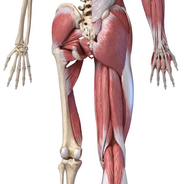 Hüftmuskulatur Rückansicht