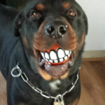 Lex the Rottweiler