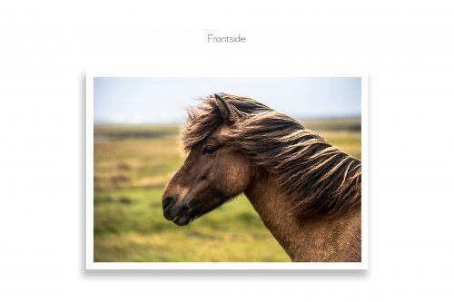 IcelandicHorseFront