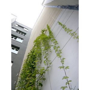Alternative view of Climber
