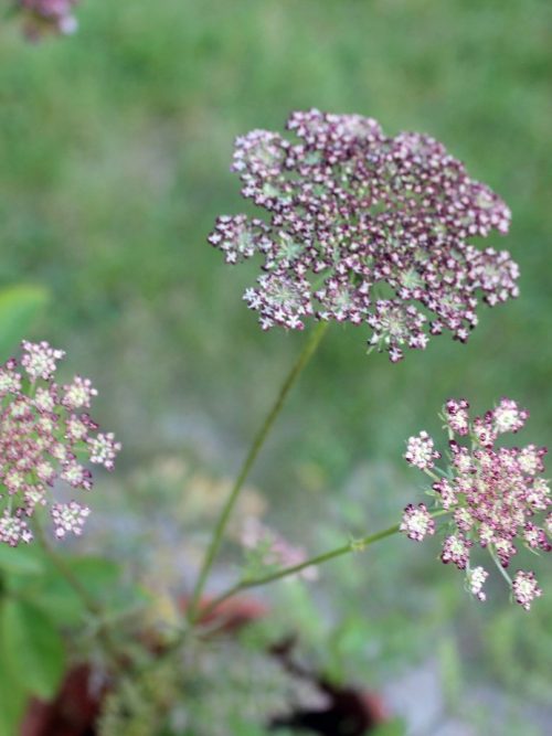 bild 21 morotsblommor