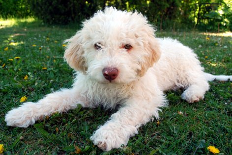 dog7