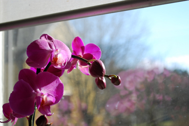 flowers1