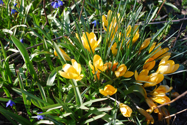 flowers14