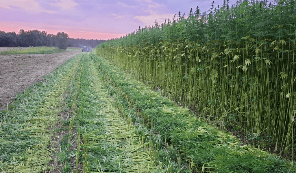 Limburgse landbouw en bouw werken met vezelhennep aan circulaire toekomst