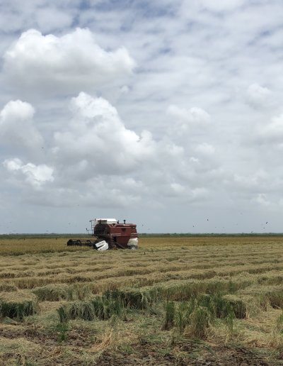 Nickerie harvest season