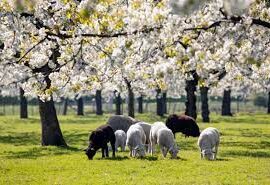 Busreisje naar de Betuwe