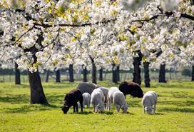 Busreisje naar de Betuwe