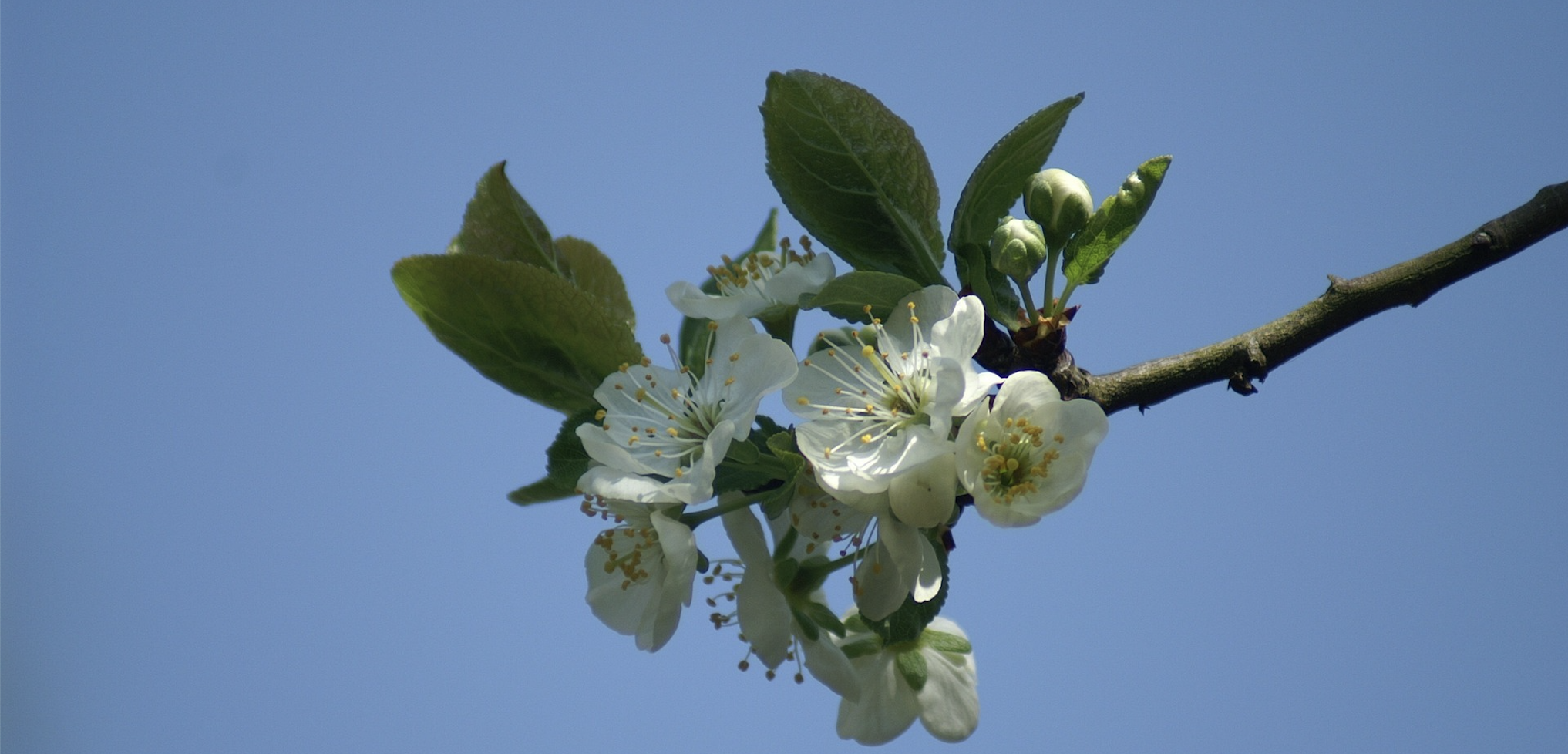 Busreisje naar de Betuwe