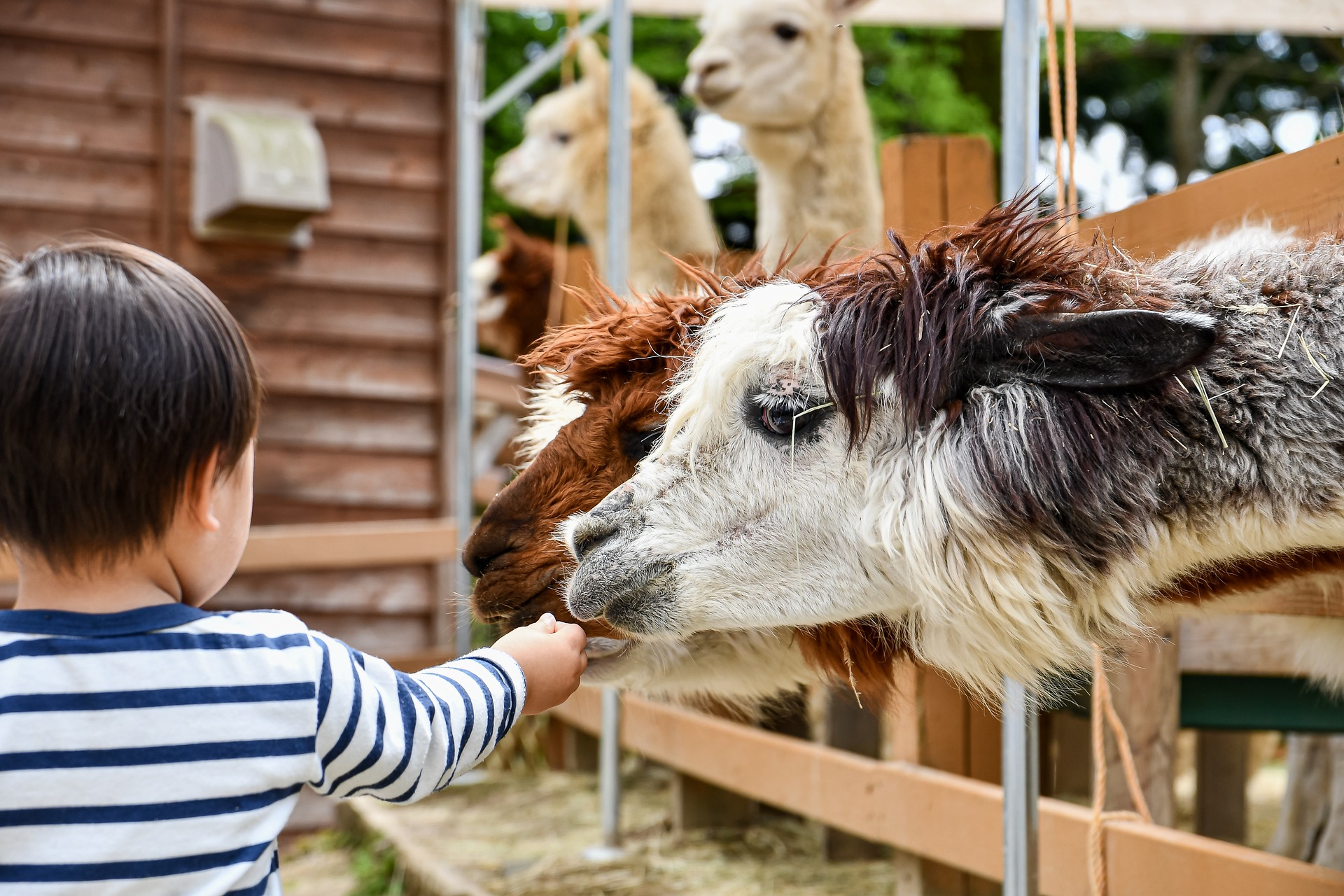 Alpaca wandeling