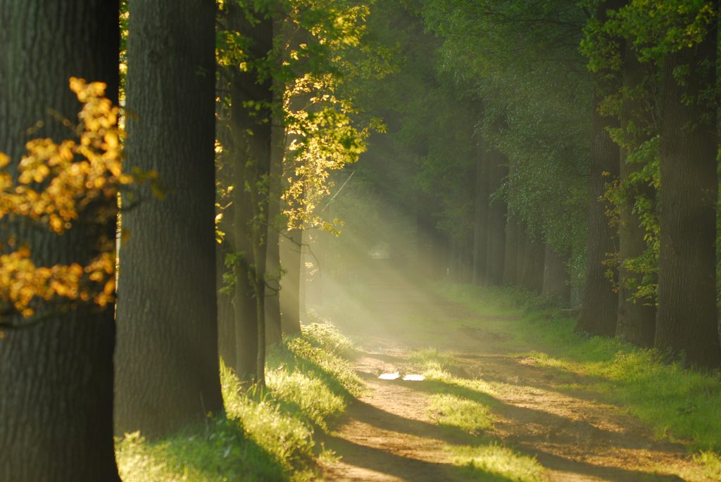 Foto natuur therapie in de natuur/therapie aan huis/ therapie in de praktijk