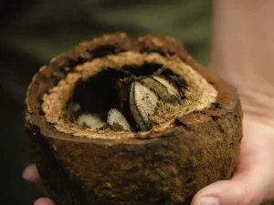 Brazilian nut, also known as Para nut