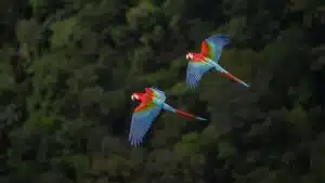 Macaws flying over Ilha dos Pássaros, Manacapuru River, Amazon rainforest
