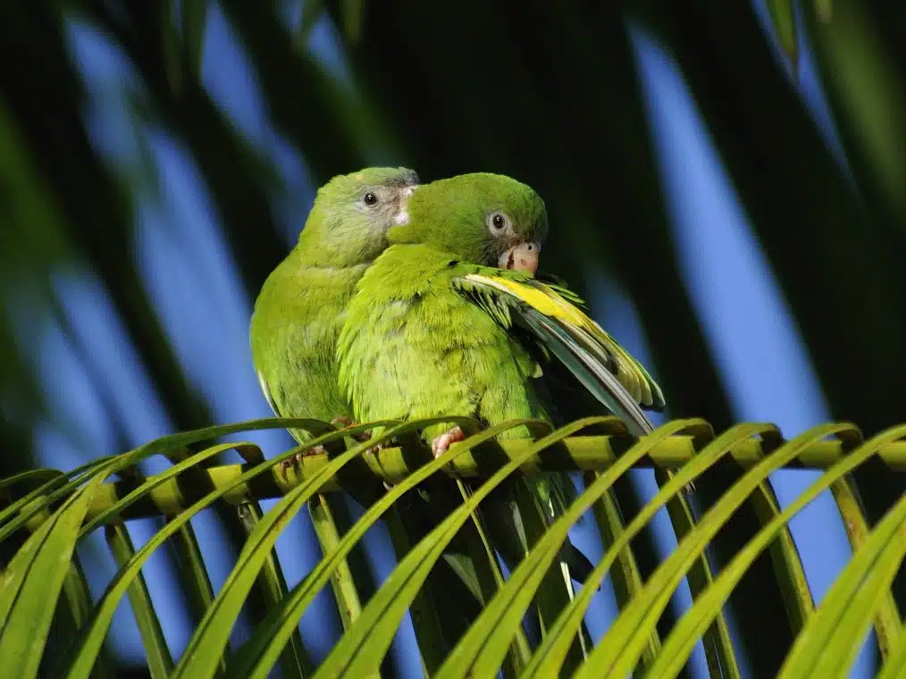 Two white-winged parakeets on a palm leaf in the Amazon rainforest. This is Amazon birdwatching on its best