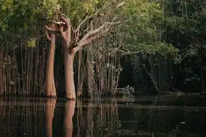 Flooded rainforest amazonas brazil