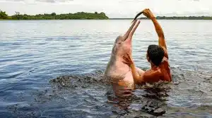 amazon river dolphin fed by local caboclo man