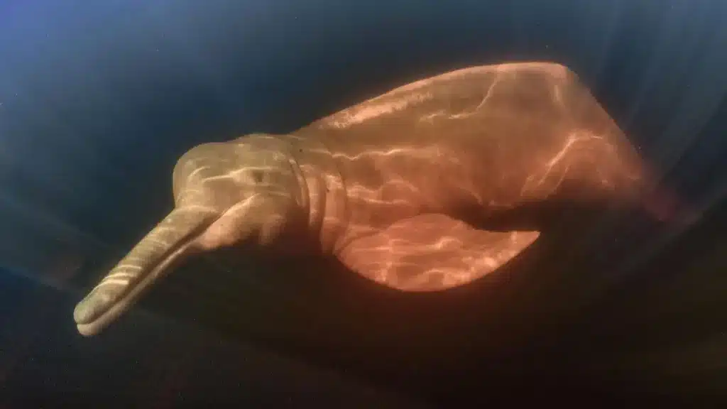 amazon river dolphin diving in rio negro near Manaus