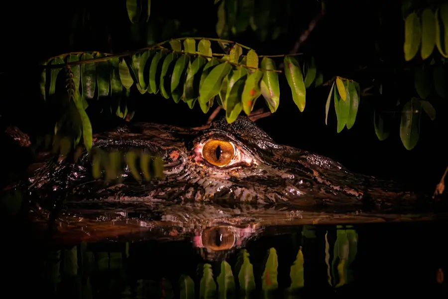 Caiman head in the darkness among rainforest leaves – Amazon wildlife travel guide