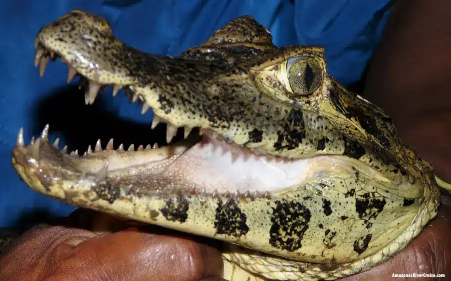 Close-up of a spectacled caiman seen on a night safari with caimans, showing teeth and markings.