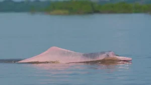 pink dolphin in Manacapuru river Amazonas Brazil