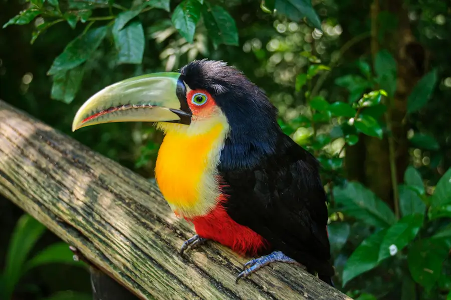 Colorful toucan bird in the Amazon rainforest – Amazon travel guide photo