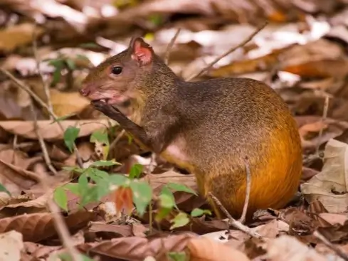 Agouti seen during Amazon jungle hike