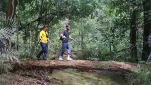 Guests crossing a fallen tree trunk during a jungle hike in the Amazon rainforest.