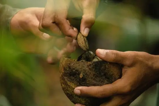 Fresh Brazil nuts inside a cracked open shell
