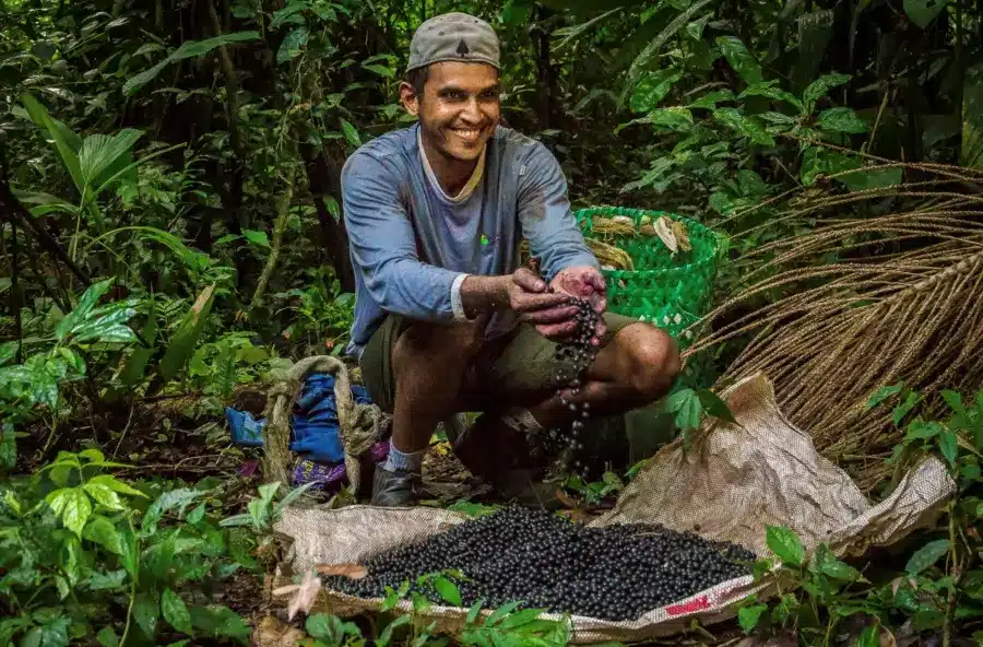 Caboclo resident harvesting açaí berries in the Amazon rainforest.