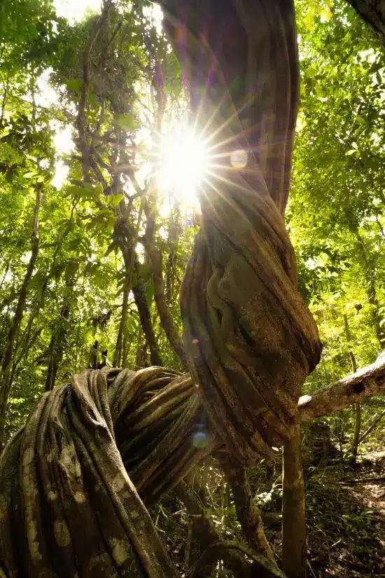 Sunlight shining through large twisted lianas in the Amazon rainforest.
