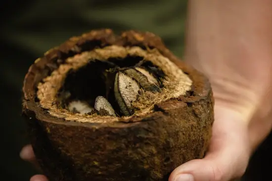 Fresh Brazil nuts inside a cracked open shell held in hand.