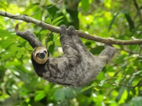 Three-toed sloth hanging from a branch seen during Amazon Jungle walk