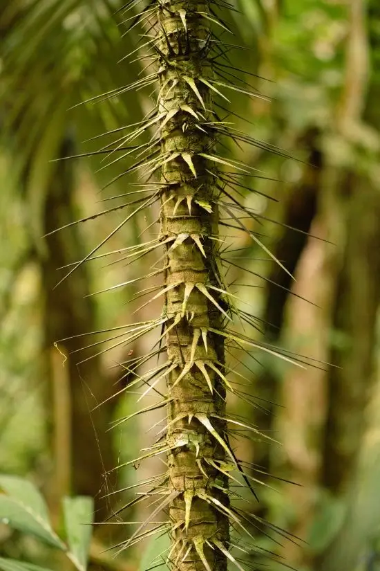 Spiny mini palm trunk in the Amazon rainforest.