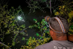 Guide spotting a caiman at night from a boat using a headlamp in the Amazon rainforest.