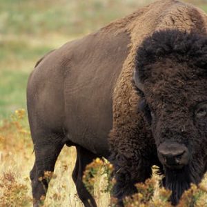 bison 11