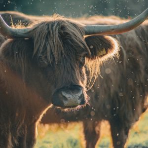 bison 15