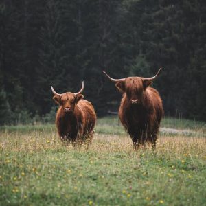 bison 2