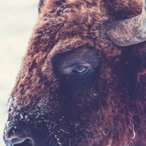 bison 3