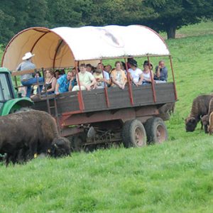 bison 8