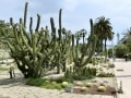 Montjuïc Cactus Park